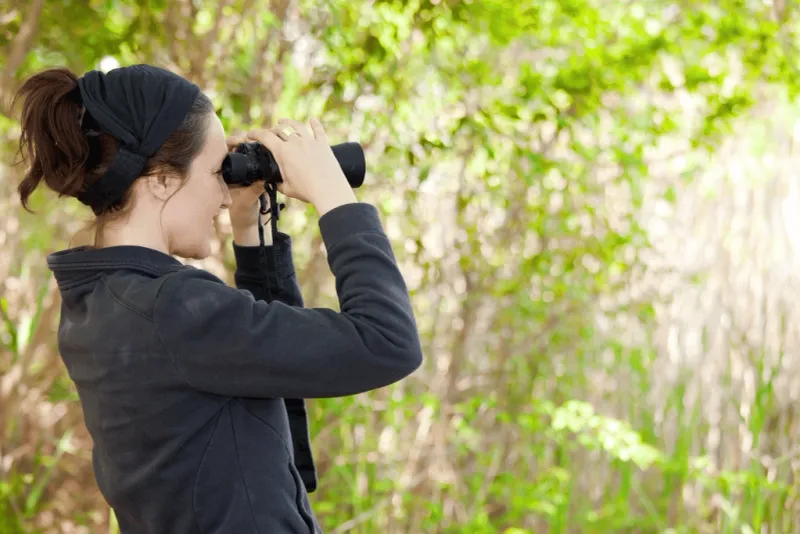 Birdwatching: Nature's Live Theater